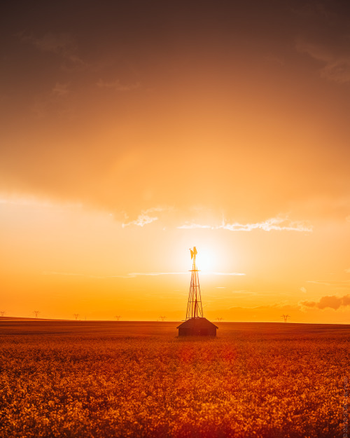 we’re in the heavy part of summer now. in the eight years I’ve been roaming the prairie I don’