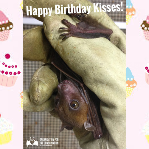 #HappyBirthday to one of our Dog-faced Fruit Bats, Kisses! She turns 13 today! 