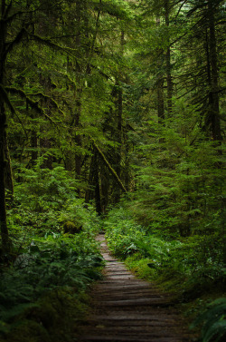 wanderthewood:  Mt. Rainier National Park,