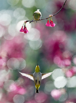 gardenofgod:  Oriental White-Eye (Zosterops Palpebrosus). 