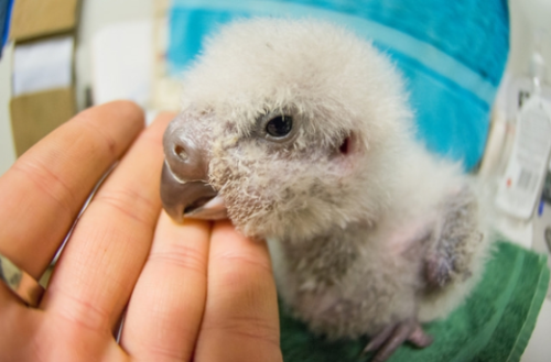 nature-and-biodiversity: The Kakapo (Strigops habroptilus) is one of the world’s most endanger