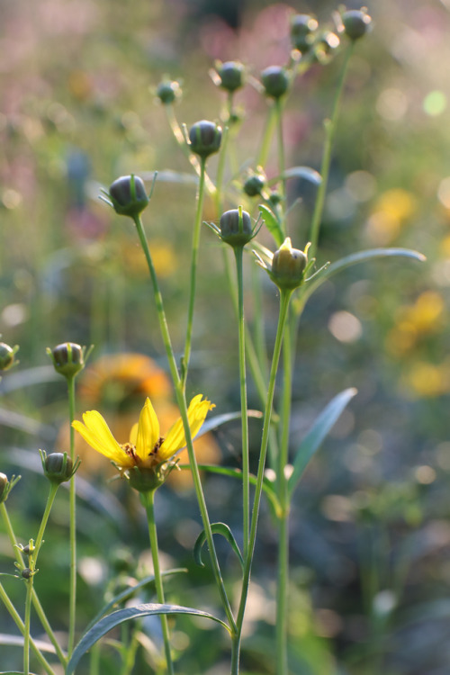 And they keep on flowering …   Cheyenne Spirit Echinacea with Coreopsis tripteris just coming