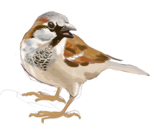 saralippman:House sparrow progress! feathers are a pain. 