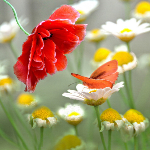 The poppy and the butterfly &hellip;. by Weirena on Flickr.