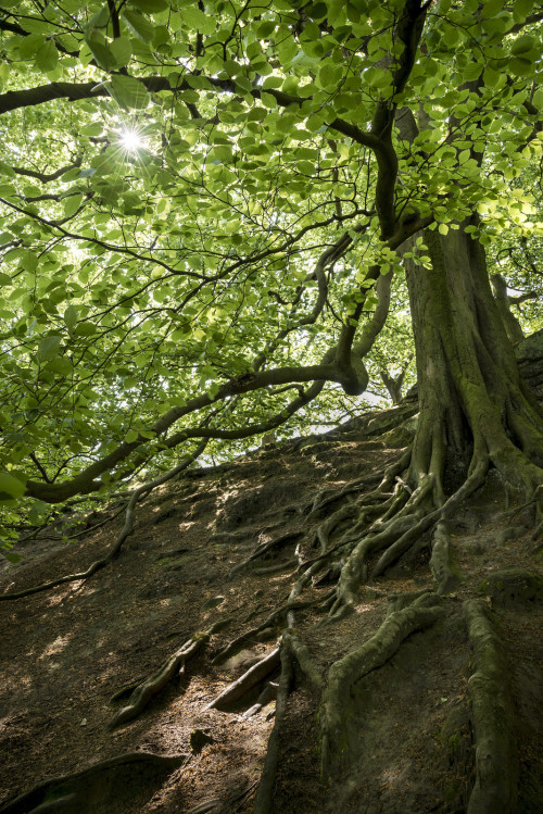 Beech at Alderley Edge by Andrew Kearton