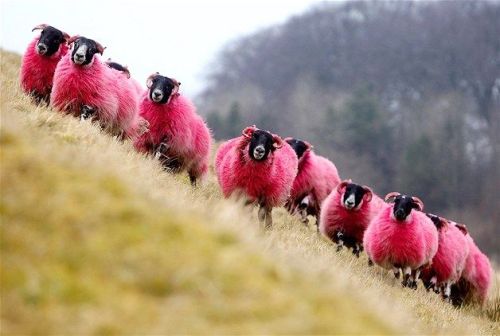 sixpenceee:Freshly dyed sheep run in view of the highway near Bathgate, Scotland. The sheep farmer has been dying his sheep with a nontoxic dye since 2007 to entertain passing motorists.