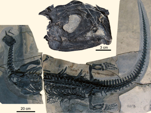 scinewscom:Atopodentatus unicus: Bizarre New Fossil Reptile Discovered in Chinawww.sci-news.c