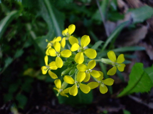 Erysimum capitatum