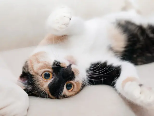Cats May Fetchbut They Prefer To Be In Control Of The Playtime, As You Will Guess.