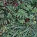 itscolossal:Teeming with Leaves and Grasses, Oil Paintings Cloaked in Lush Foliage