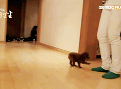evolusionize:  the two hyungs dorks in SHINee…. 