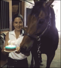 Horse blows out his own birthday candles. [video]