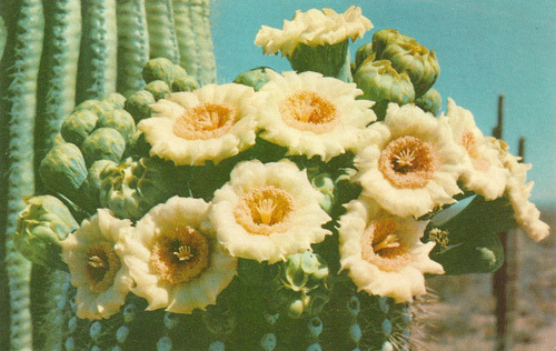 momokoyuzuki:  cactus flower 