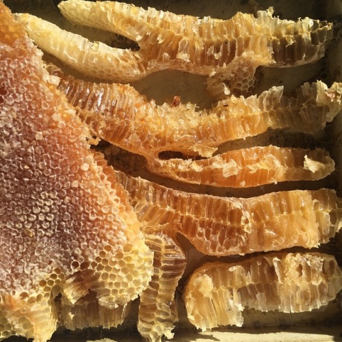 smallfragment:fresh honeycomb at work this morning