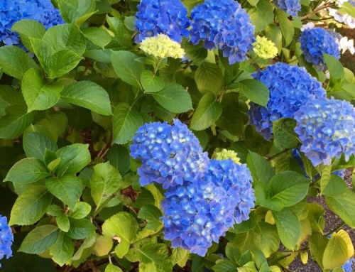 bbyseed:my moms gonna make a bouquet