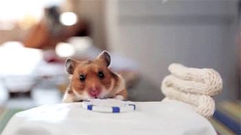 merlin-the-last-dragon-lord:sizvideos:Tiny Hamsters Eating Tiny Burritos - VideoAt the end the guy i