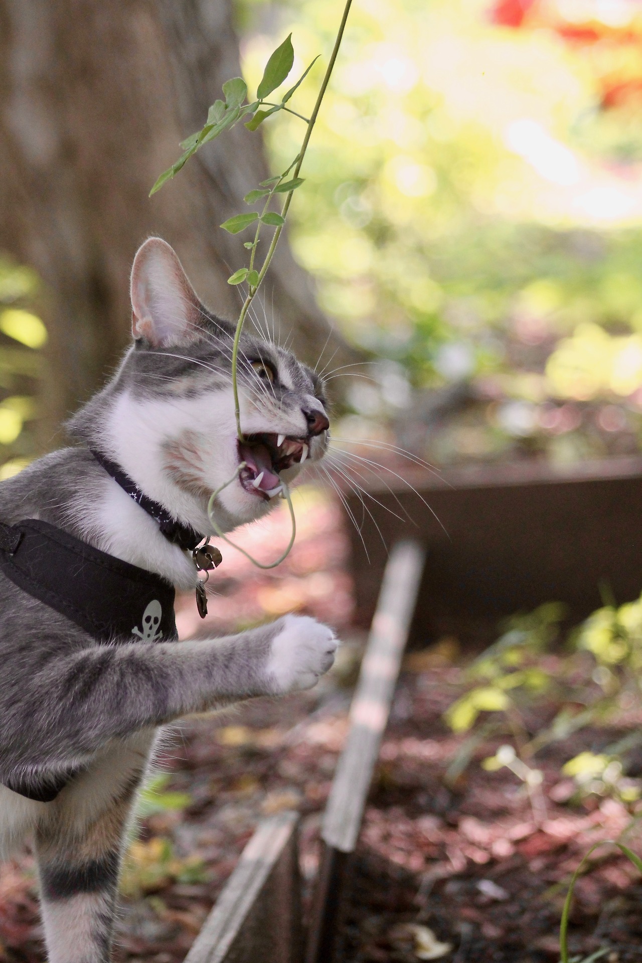 vet-and-wild:  Following my lengthy text post about why outdoor cats are bad, here’s