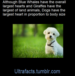 ultrafacts:  Source: [x]Click HERE for more facts