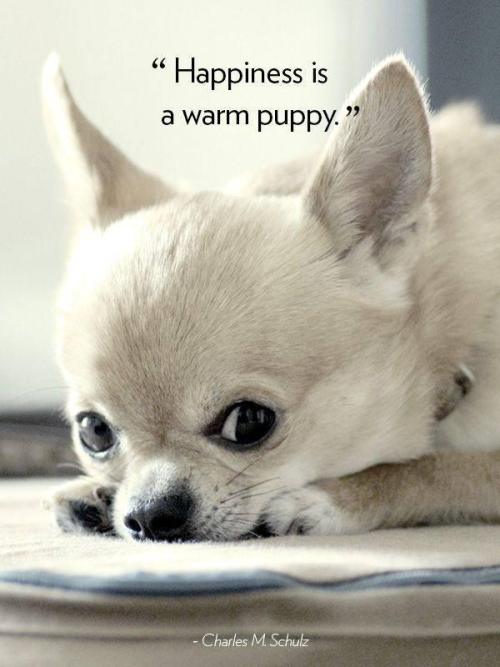 berryworthy:Loving Quotes About Dogs : theBERRY