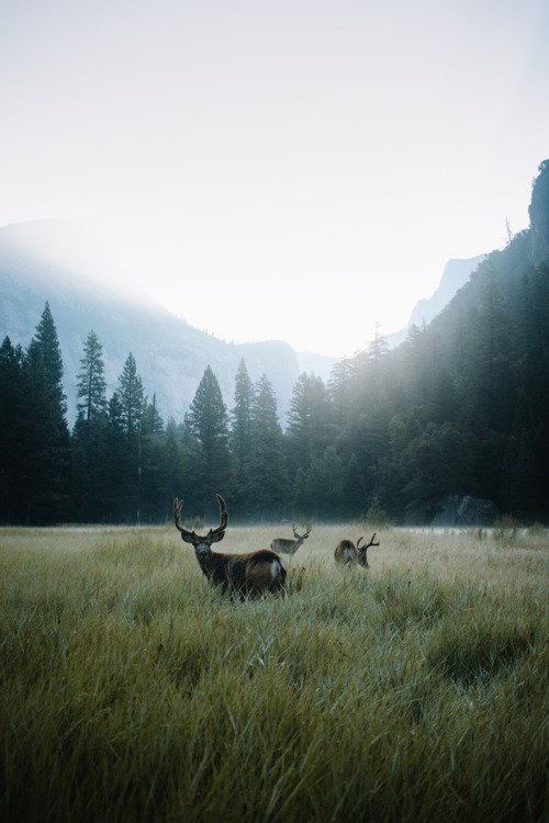 michaelschub:Yosemite Valley at dawn