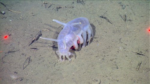 Sea Pig (Scotoplanes Globosa), Family Elpididae, Specimens Found In The Deep Sea Off Of The Pacific Coast