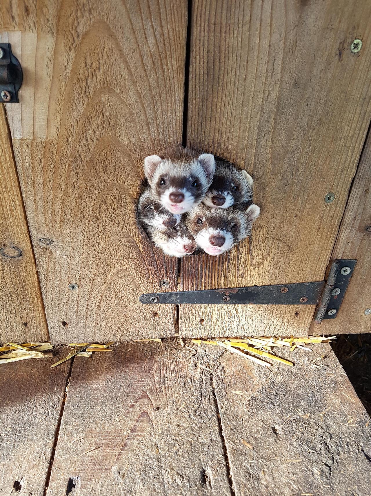 awwww-cute:  Did someone say breakfast (Source: https://ift.tt/2zCLPtG)