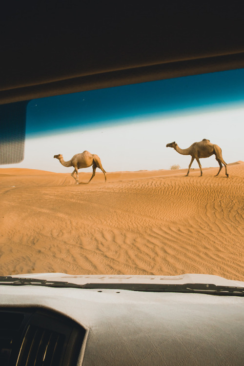 20.4 ▪️ Karl-Shakur  ▪️ Instagram ▪️ My Editing ProcessDubai, UAEWe came across these wild camels du