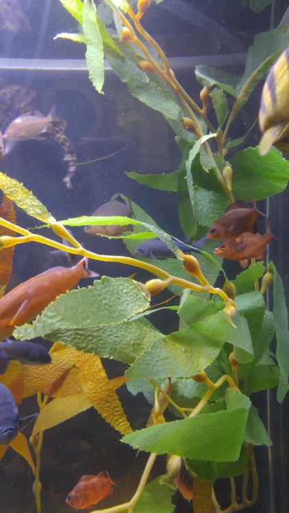 Macrocystis pyrifera is in the family Laminariaceae. Commonly known as giant kelp, it is found along