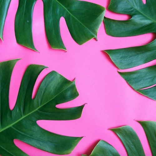 passivites:Plants on pink