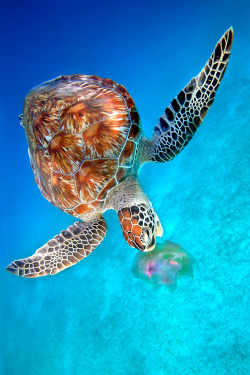 malcolmxing:  Green Sea Turtle | by Ai Gentel