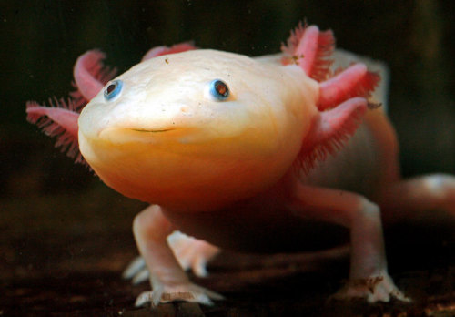 Axolotls (Ambystoma mexicanum) are neotenic amphibians, which may be related to their ability to reg