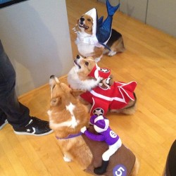 andcorgimakesthree:  And it continues with