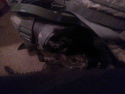 Nick has to go to the field tomorrow night so he was packing his rucksack tonight. Naturally the kitten had to help lol