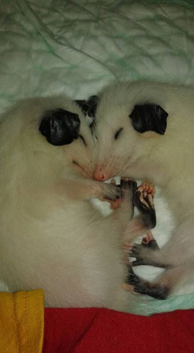 opossummypossum: Opossums are usually solitary animals, but these two leucistic (white) siblings, As