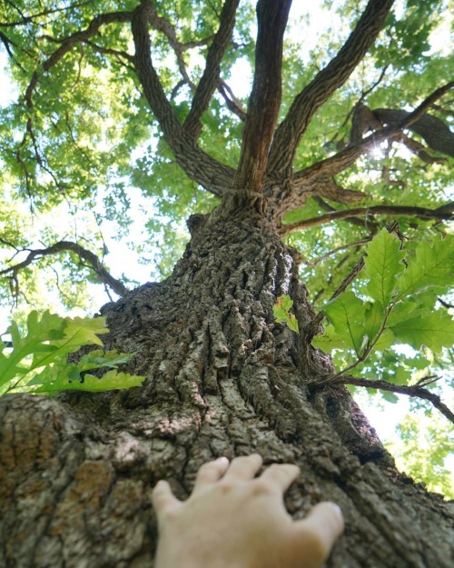 My #oaktree its old https://www.instagram.com/p/CDmt8r2FvHf/?igshid=1t4b7zhc2hyd2