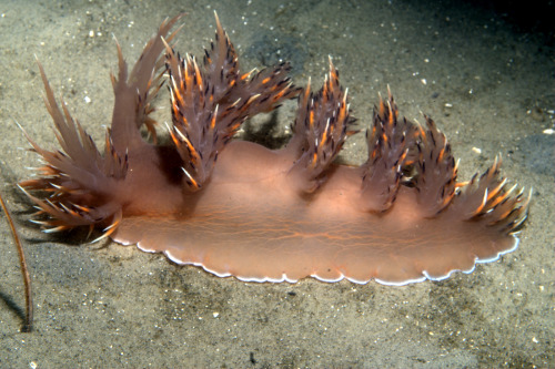 realmonstrosities: The Rainbow Nudibranch (Dendronotus iris) is a terrifying beast of hellish fire a