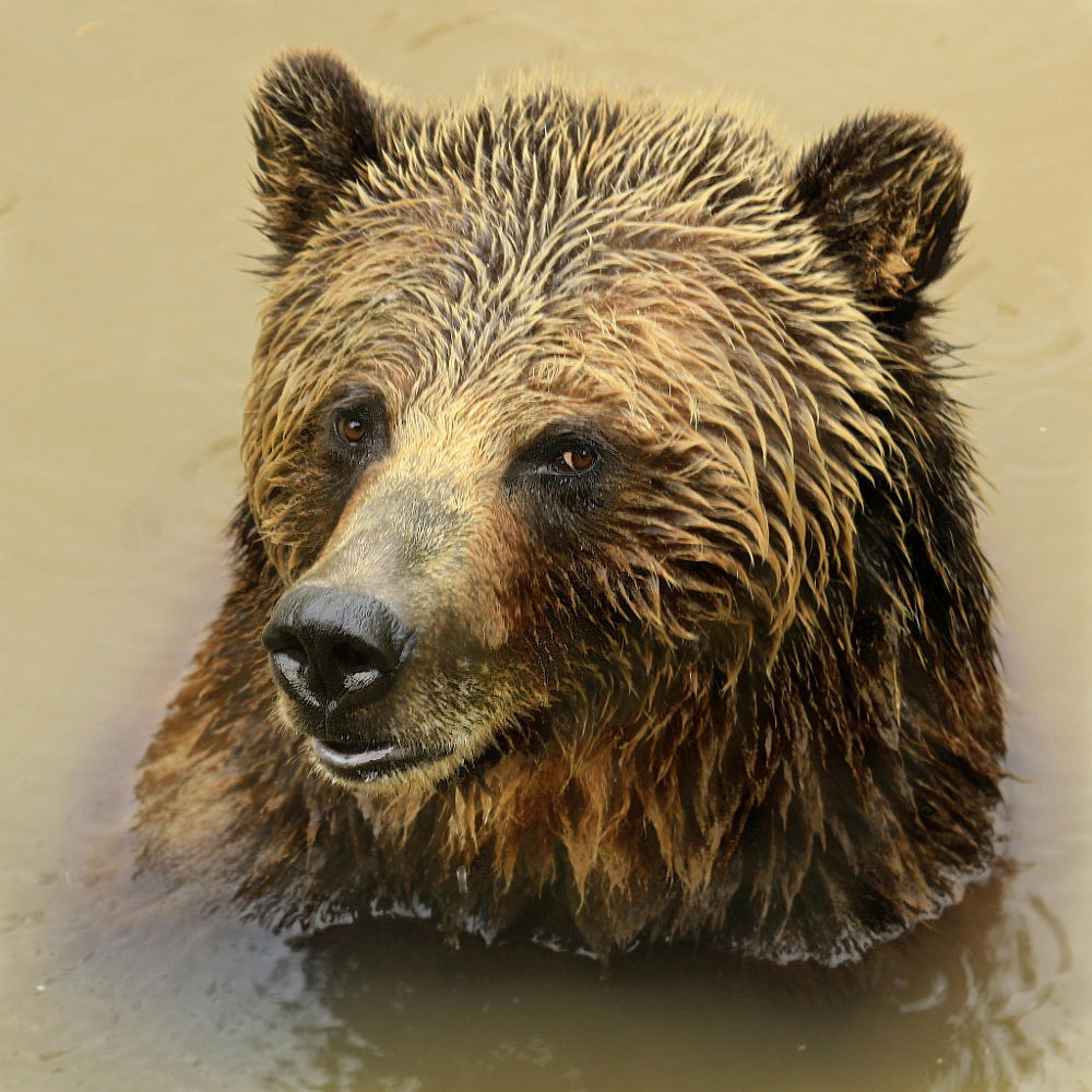 bears&ndash;bears&ndash;bears:  Bear Stare by Rob Hopkins