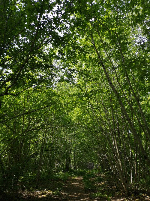 michaelnordeman:Garphyttan National Park, Närke, Sweden. 