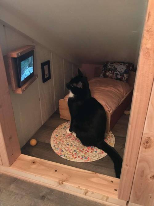 Cinnamon Bear, Bryan Davies - Here is the bedroom we finished for our rescued shelter cat (Wyatt) th