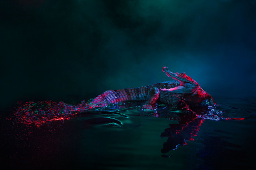 moon83:  Animal Lectures #01 Caiman crocodilus by Andrew McGibbon WWW // Behance // Tumblr 