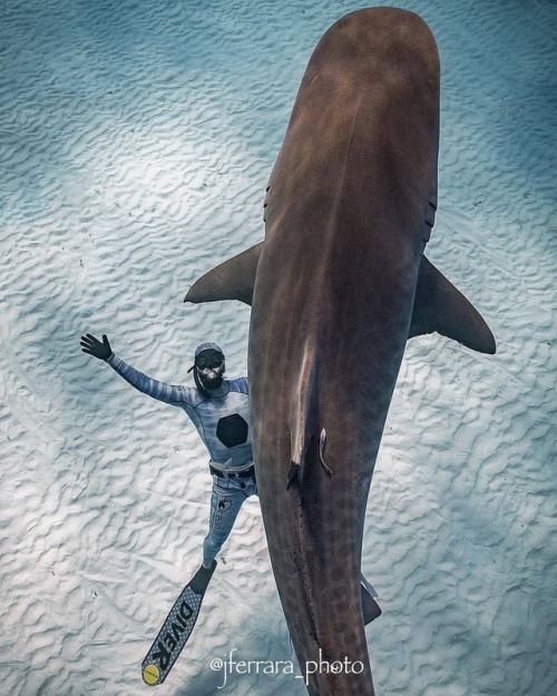 spearfishing-freediving-world:By @jferrara_photo @johngarzaphotofollow us@spearfish.and.freedive.wor
