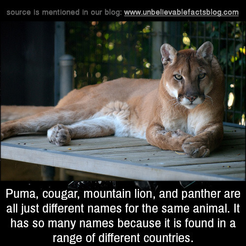 different names for puma