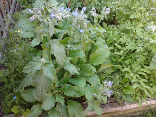 woods-baby:a look at my healing garden from june to present. i’ve just begun drying some of my herbs