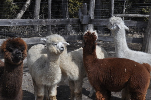 old-mill-alpacas:Maestro, all bright and smiley after Scootie came running to defend him from big Ol