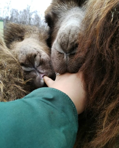 This is a HUGE progress in making these boys less afraid of people ❤️ #camel #bactriancamel #tallinn