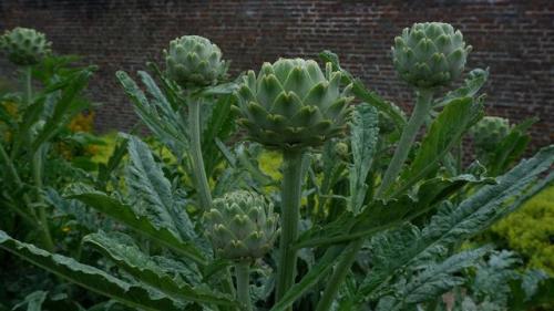 Artichoke bed in walled garden.