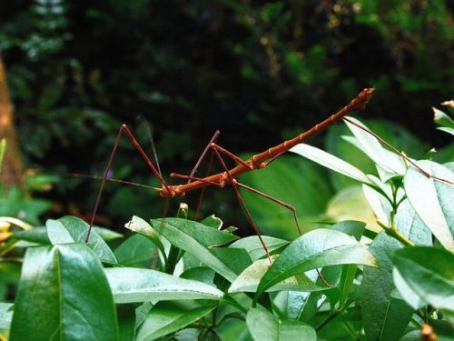 Emerald Stick Insects (Myronides sp) are elegant phasmids found in Indonesia. Females range across b
