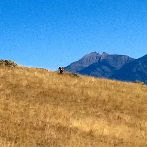 bighorn sheep