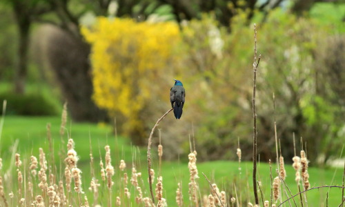 A grackle rests precariously on budding sumac.