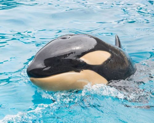 Gender: FemalePod: N/APlace of Capture: Born at SeaWorld of CaliforniaDate of Capture: Born December